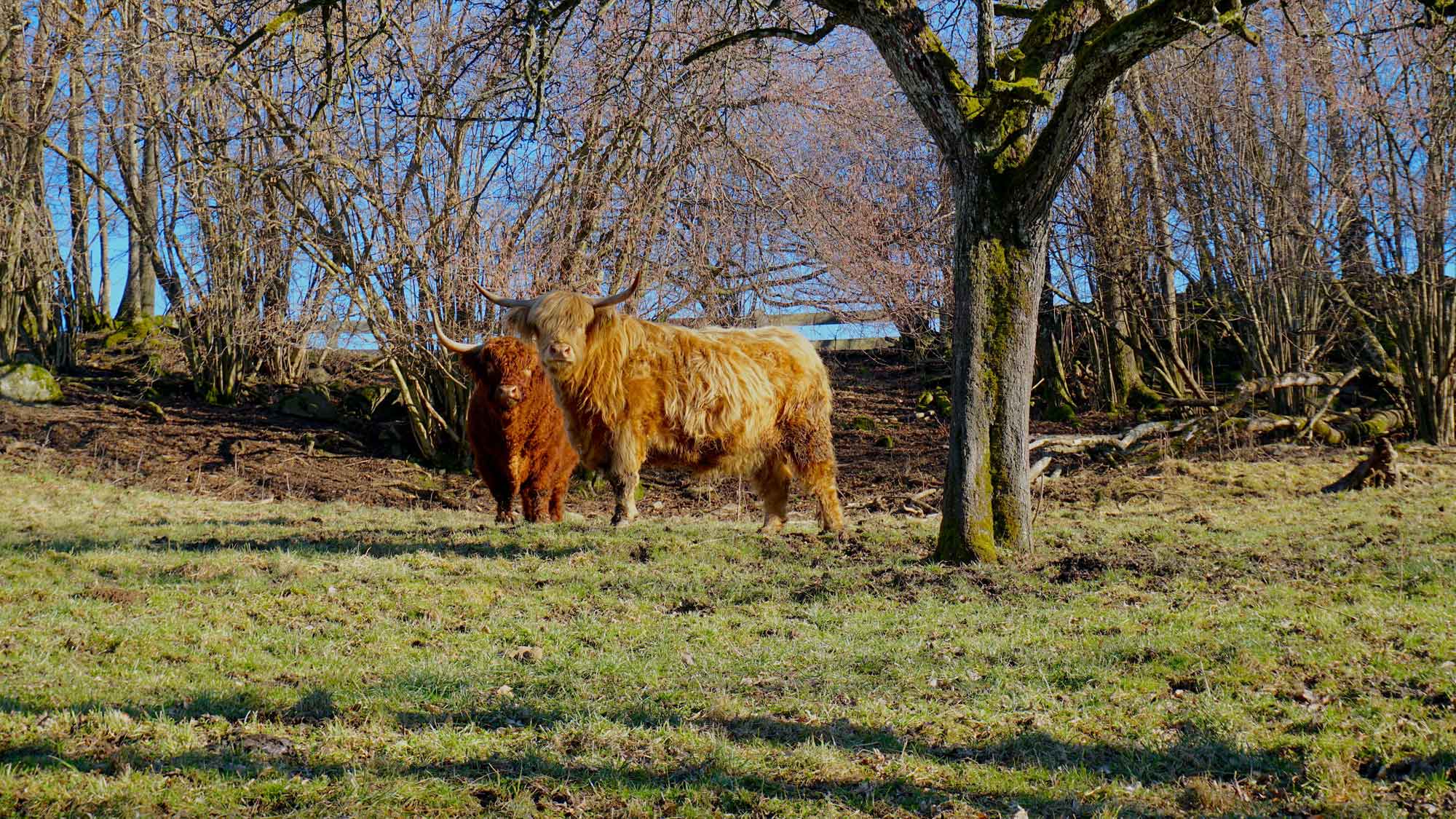 Rodltal-huetten_Oberoesterreich_Ferienhaus_Hochlandrind