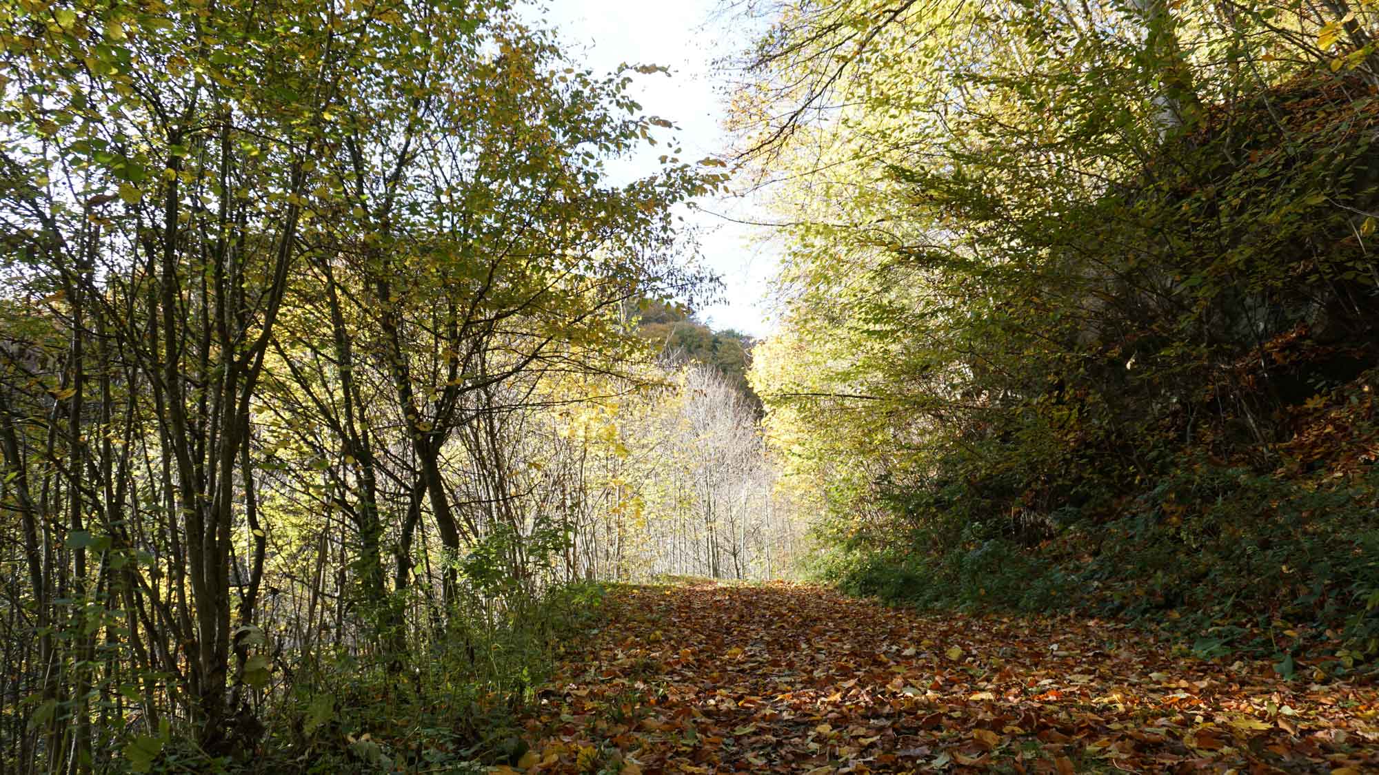 Rodltal-huetten_Rottenegg_Ferienhaus_Wandern_Herbst-02